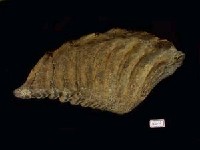 藏品(猛瑪象小臼齒)的圖片